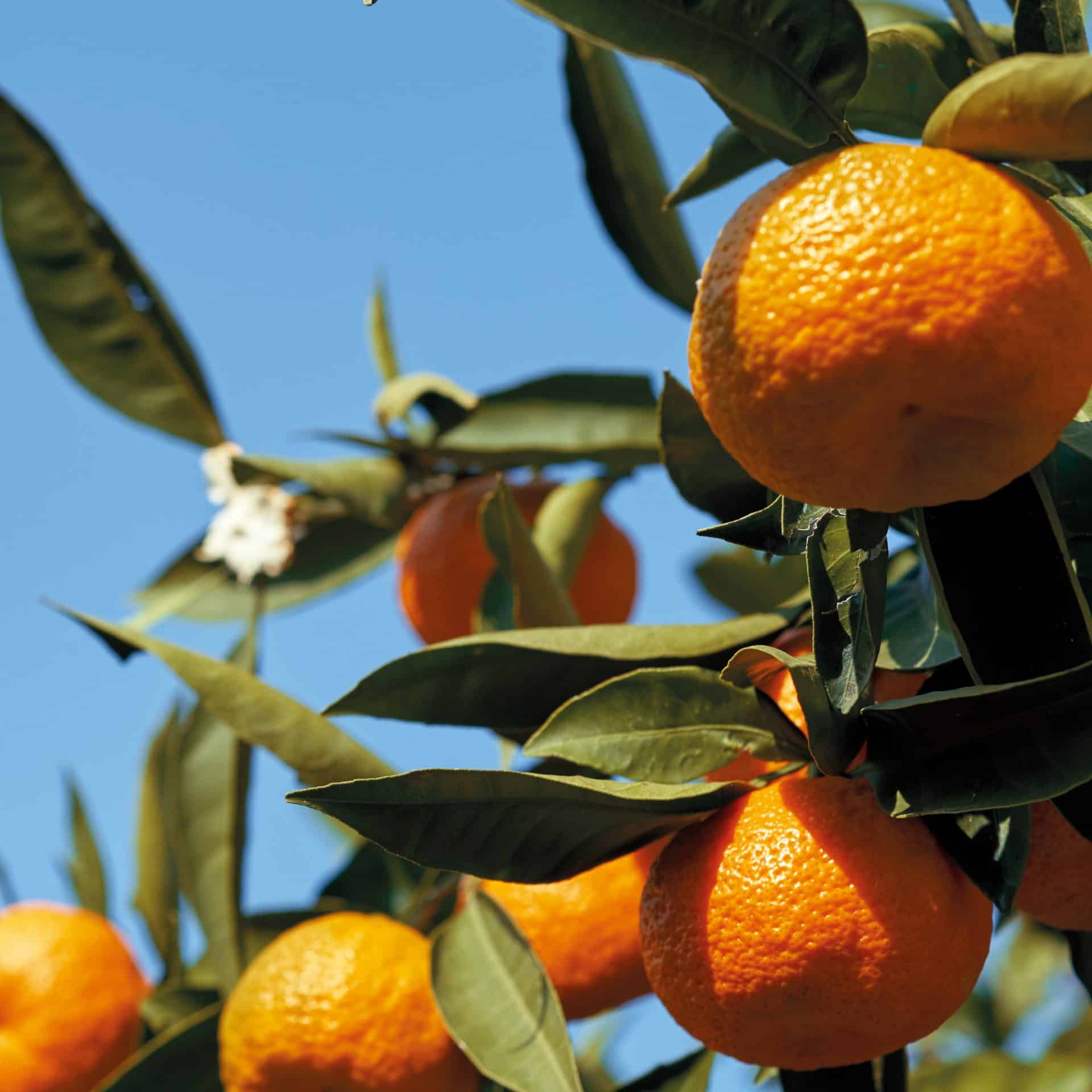 MANDARINE