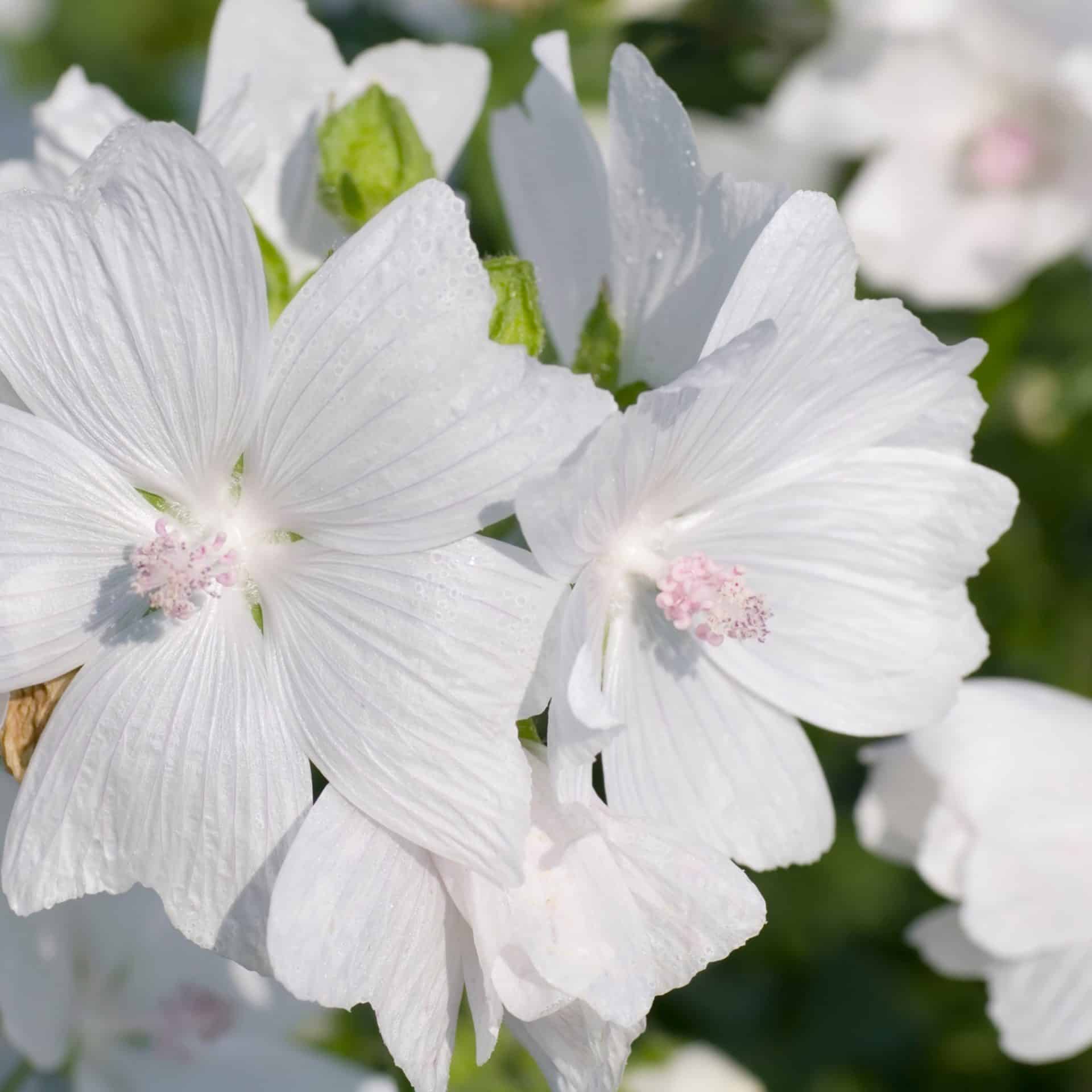 MUSC BLANC