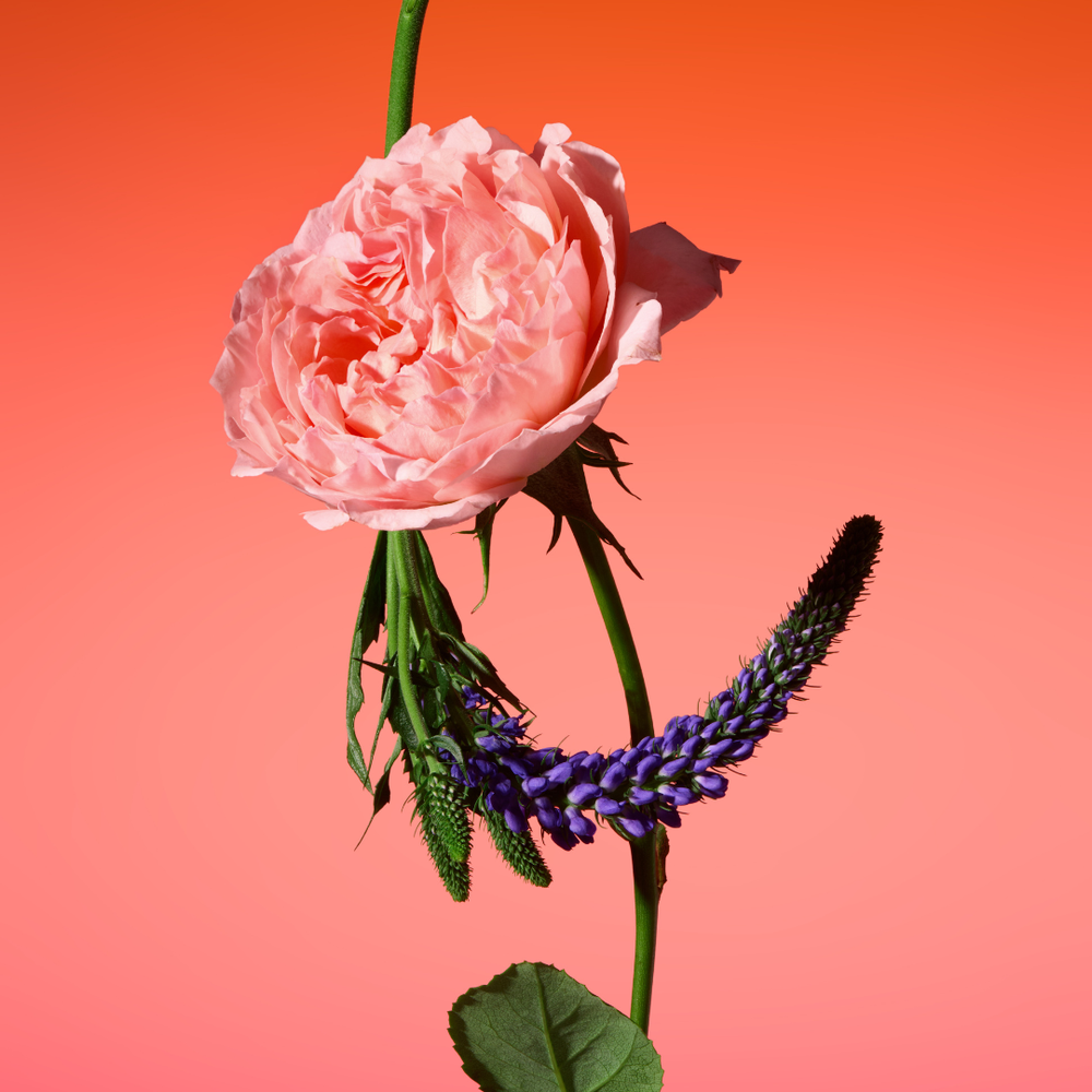 Note de cœur : l’essence même d'un parfum