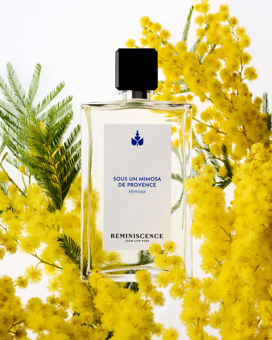 Sous Un Mimosa De Provence