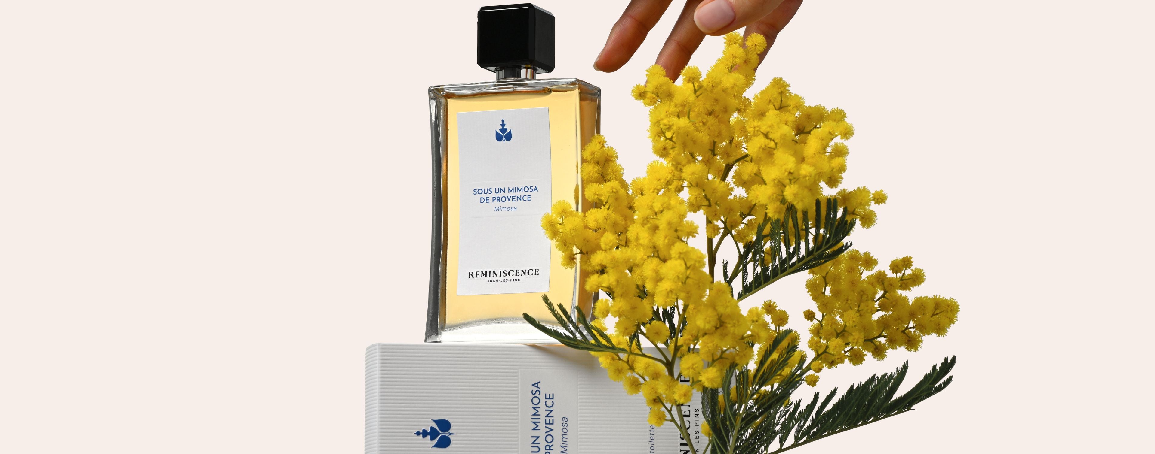 Sous un Mimosa – Mimosa Fragrance | Réminiscence – Reminiscence