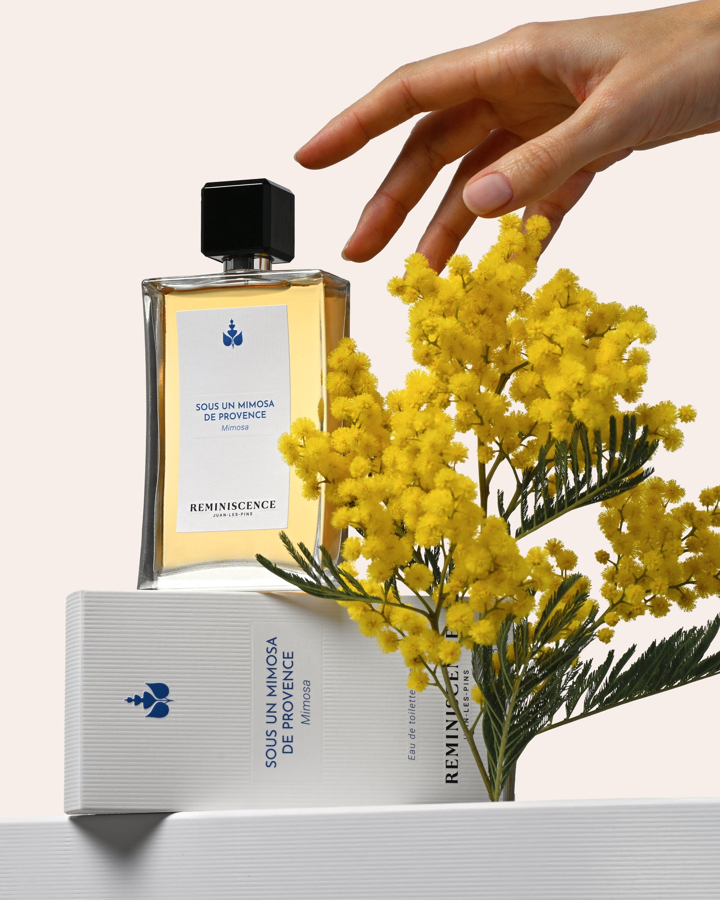 Sous Un Mimosa De Provence