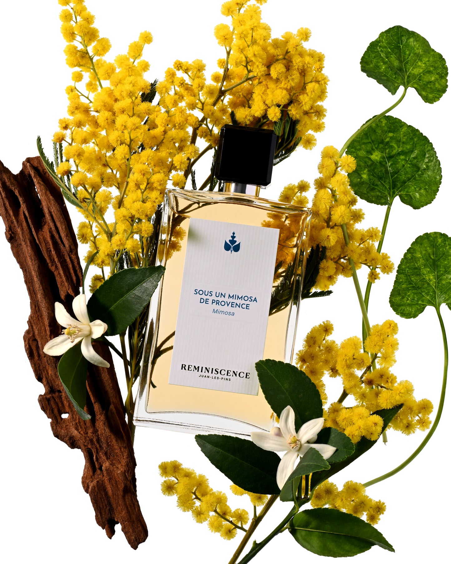 Sous Un Mimosa De Provence