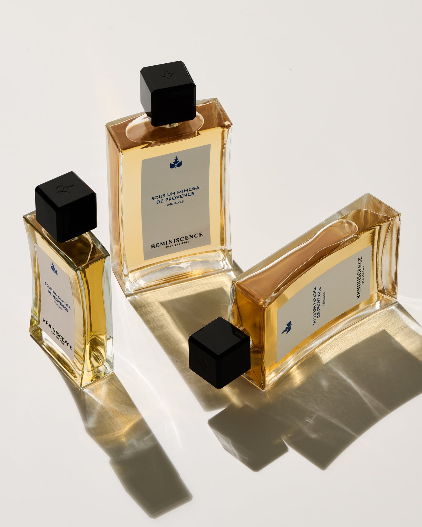 Sous Un Mimosa De Provence