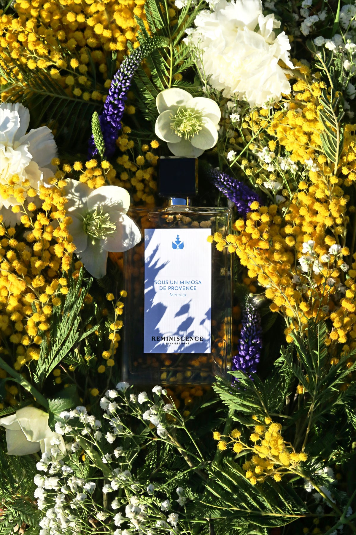 Sous Un Mimosa De Provence