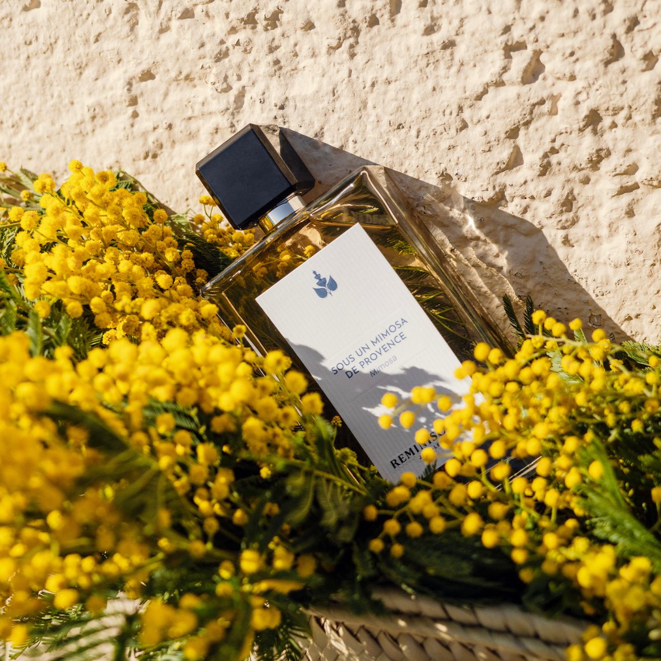 Sous un Mimosa de Provence – Mimosa Fragrance