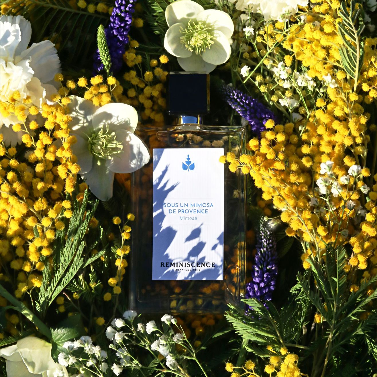 Sous un Mimosa de Provence – Mimosa Fragrance