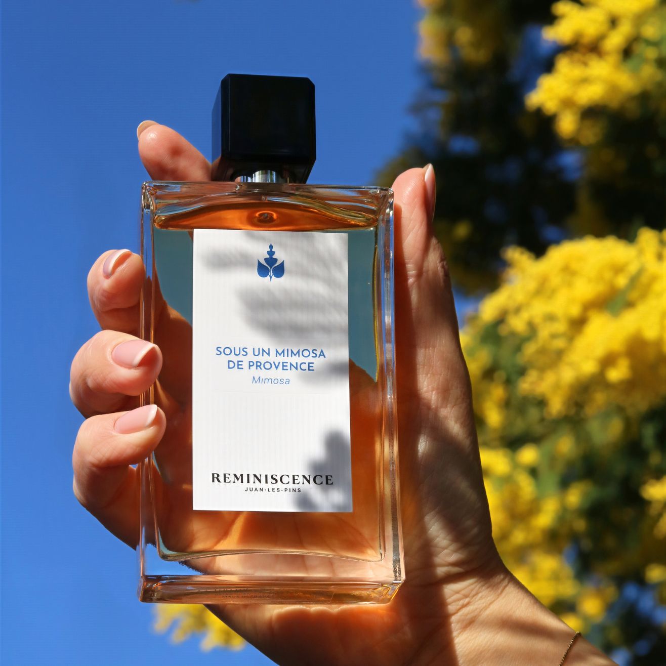 Sous un Mimosa de Provence – Mimosa Fragrance